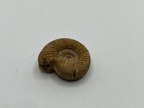 Perisphinctes ammonite from - perisphinctes,