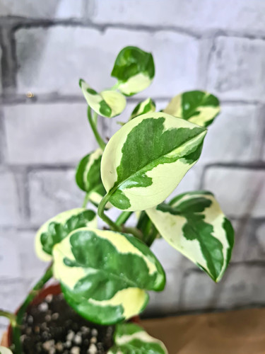 Joy pothos - pothos, (epipremnum)
