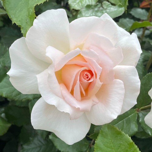 Rose peace apricot strong - at, apricot,