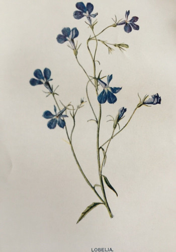 Lobelia c1900s antique - antique, print