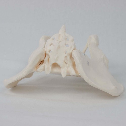 Female pelvis model - female,