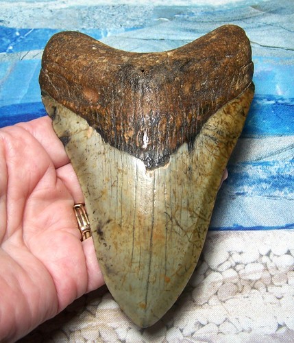 Megalodon shark tooth - tooth, 5"