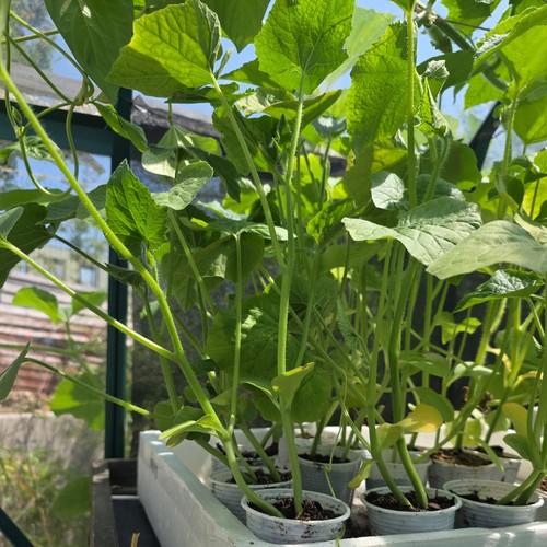 Kumra wax gourd plants - kumra, 2