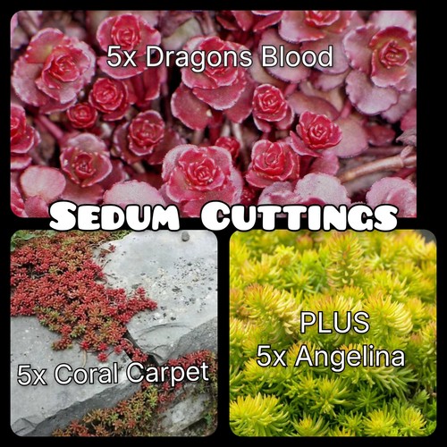 15x sedum cuttings coral - sedum, cuttings: