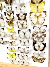 Insect Butterfly Nymphalidae