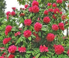 Rhododendron arboreum | Tree