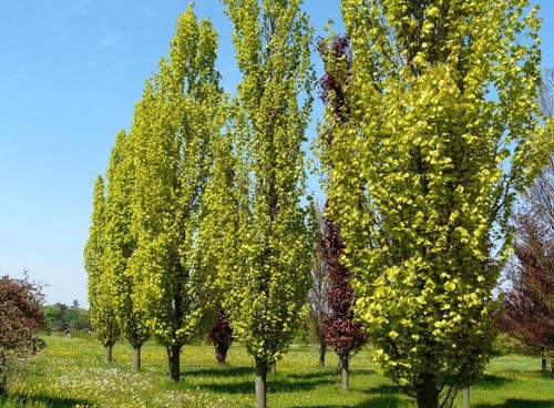 Fagus sylvatica dawyck gold - fagus,