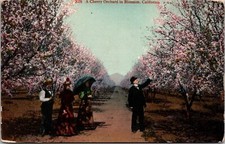 POSTCARD: Cherry Orchard In