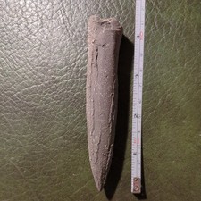 Fossil Belemnite, Very Large