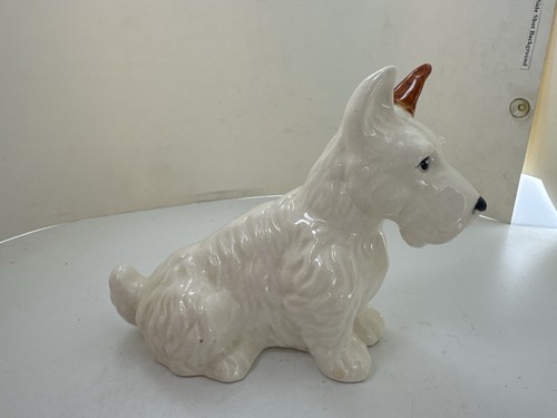 White westie scottish terrier - white,