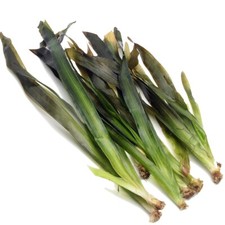 Vallisneria Gigantea GIANT VALLIS Live Aquarium Plant Tropical Fish Water K2AQUA