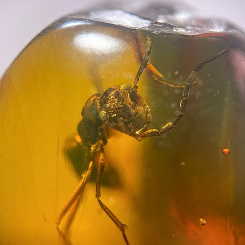 Ant burmese burmite - in,