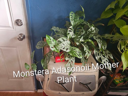 Monster adasonii swiss cheese - adasonii-,