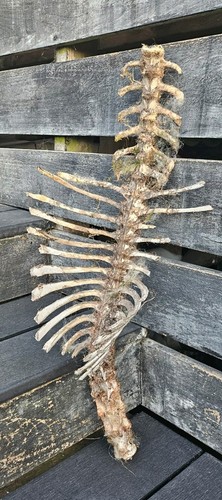 Sheep vertebrae spine bone - sheep,