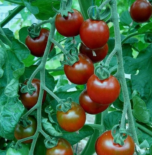 Super sweet cherry - sweet, tomato