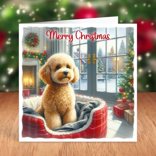 Miniature poodle dog christmas - dog,
