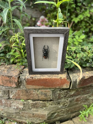 Real framed stag - stag, beetle