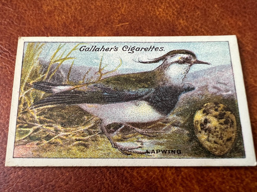 Gallaher birds nests - -, eggs