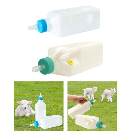 Sheep milk feeding - sheep,