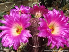 Two year old fascinating cacti