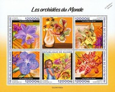 ORCHIDS / Orchid Wild Flowers