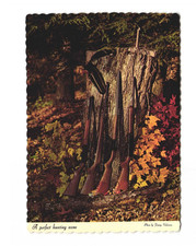 A perfect hunting scene North Carolina land made for Hunting VTG postcard Unp