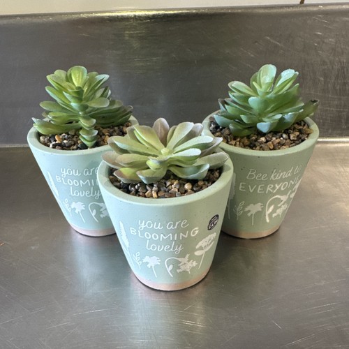 Echeveria succulent plants - 3x,