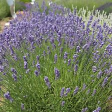 Lavender 'Melissa Lilac' in 9cm Pot - Summer Colour for Scented Gardens