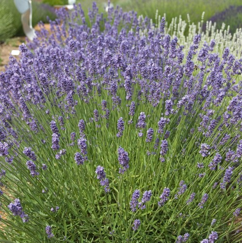 Lavender melissa lilac in - 'melissa, lilac'