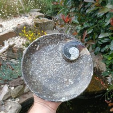 Polished Marble Goniatite Orthoceras Fossil Bowl  Dish- Devonian - Morocco 220mm
