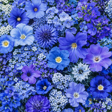 100 Pastel Blue Flower Seed
