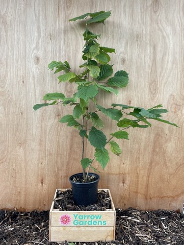 Hazel nut tree bush - hazel,