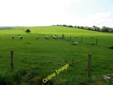 Photo 6x4 Sheep, Carony