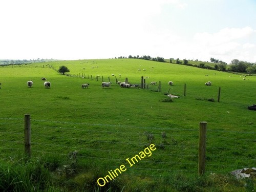 Photo 6x4 sheep carony - photo, sheep,