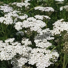 6x Achillea White Yarrow Plug Plants
