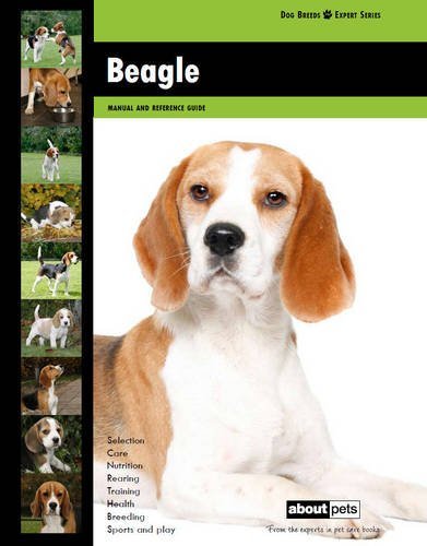 Beagle dog breed - (dog,