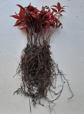 50 X Bareroot Japanese Maple Seedlings Acer Palmatum Bonsai Autumn Colour