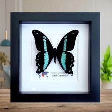 Framed papilio butterfly