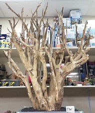 Talawa wood aquarium - , reptile