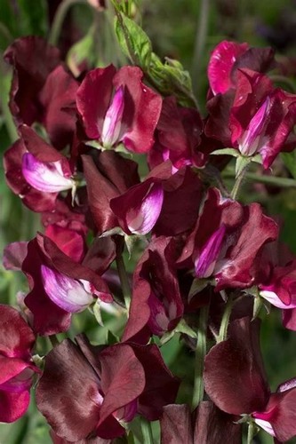 Seeds winter sweet - 80, pea
