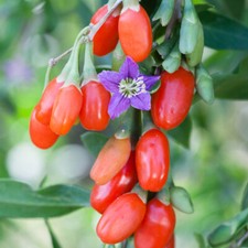 Fruit Bush Plant, Goji Berry Instant Success, sweet superfruit, hardy, 1.7L pot