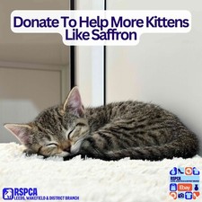 Donate To Help More Kittens Like Saffron at The RSPCA Leeds and Wakefield