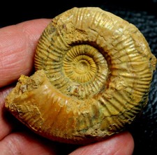 Jurassic, Callovian ammonite -