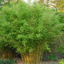 Fargesia murielae | Evergreen Upright Hedging Umbrella Bamboo | Potted Garden Pl