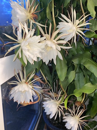 Epiphyllum orchid queen of - 'queen,