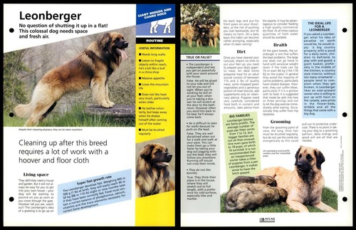 Leonberger routine dogs of - -,