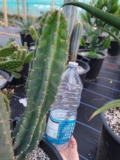 XL Cereus Peruvianus Extra Thick Large Cut From Main Plant. Specimen Piece. 