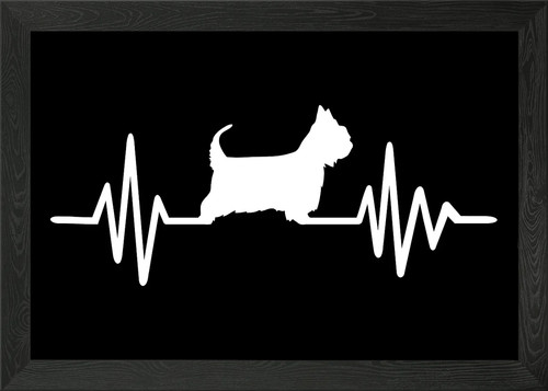Australian silky terrier - silky,