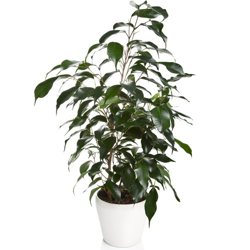 Ficus danielle 30 40cm - danielle, 30-40cm