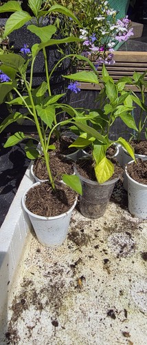 Indian bangladeshi long - long, green